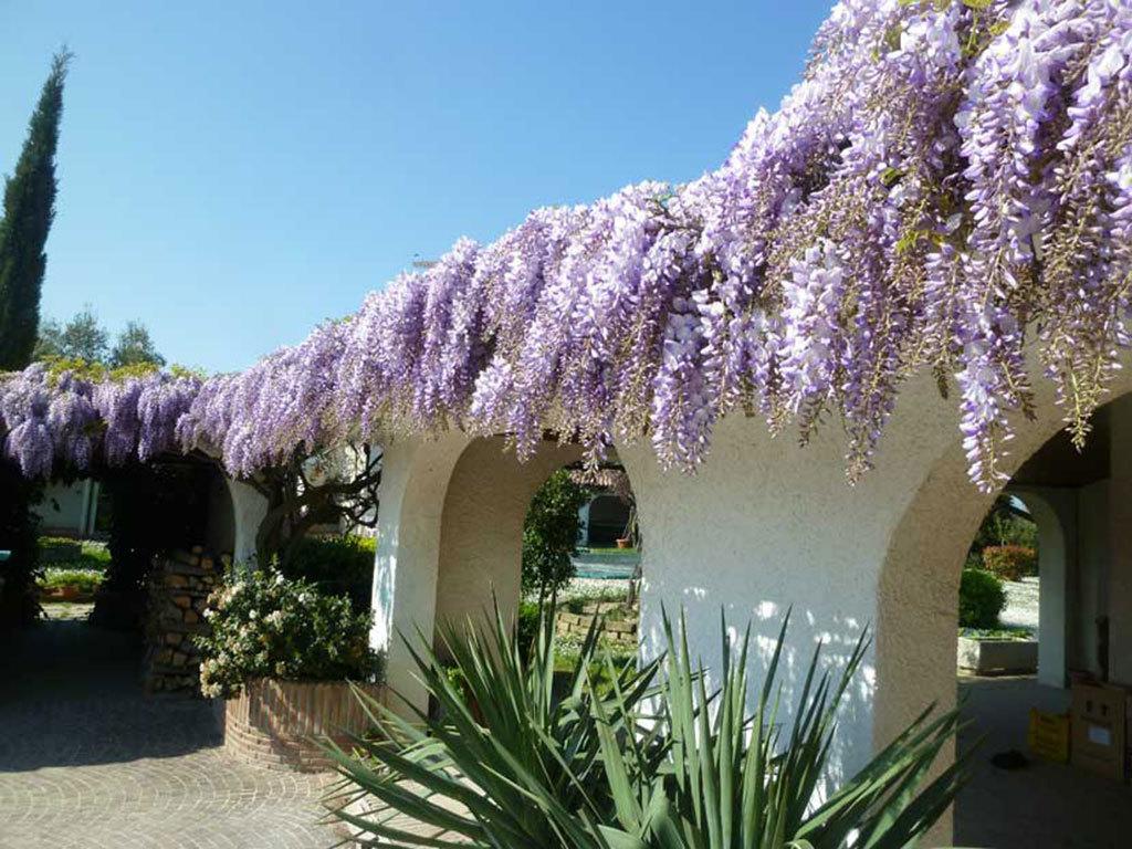 Villa Dolcevita San Costanzo Exterior photo